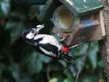Grote bonte specht - Great Spotted Woodpecker (NL, Annen)