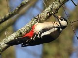 Grote bonte specht -  Great Spotted Woodpecker  (NL, Zuidlaarderveen)