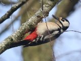 Grote bonte specht - Great Spotted Woodpecker (NL, Zuidlaarderveen)