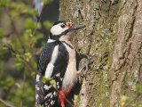 Grote bonte specht - Great Spotted Woodpecker (NL, Gasteren)