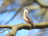 Boomklever -  Eurasian Nuthatch  (NL)