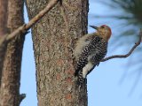 Roodkruinspecht -  Red-crowned Woodpecker  (Venezuela)