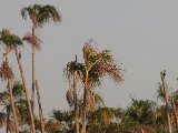 Gestreepte Helmspecht -  Lineated Woodpecker  (Venezuela)