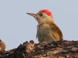 Grijsgroene specht -  African Grey Woodpecker  (Guinea)