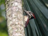 Lichtensteins Goudrugspecht -  Red-backed Flameback  (Sri Lanka)