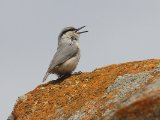 Rotsklever -  Western Rock Nuthatch  (Azerbeidjan)