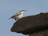 Rotsklever -  Western Rock Nuthatch  (Turkije)