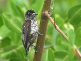 Guyanadwergspecht -  Guianan Piculet  (Suriname)