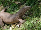 Bengaalse Varaan (Varanus bengalensis)