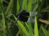 Pied paddy skimmer (Neurothemis tullia)