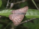 Gray Pansy (Junonia atlites)