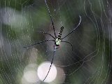 Giant golden orb weaver/Golden Web Spider (Nephila pilipes)