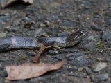 Asiatic Water Snake (Xenochrophis piscator)