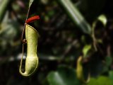 Bekerplant - Nepenthes spec. - Sinharaja N.P.