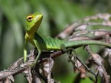 Common Green Forest Lizard (Calotes calotes) - Sinharaja N.P.