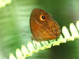 Gladeye Bush Brown (Mycalesis patnia)