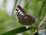 Clipper  (Parthenos sylvia)