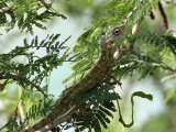 Bloedzuiger - Oriental Garden Lizard (Calotes versicolor)