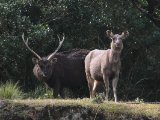 Sambar (Rusa unicolor)