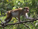 Ceylonkroonaap (Macaca sinica)