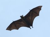 Kalong/Gewone vliegende hond (Pteropus vampyrus)