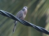 Spotted Dove - Parelhalstortel (Spilopelia chinensis)