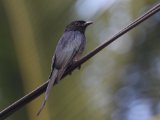 White-bellied Drongo - Witbuikdrongo (Dicrurus caerulescens)