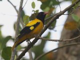 Black-hooded Oriole- Zwartkopwielewaal (Oriolus xanthornus)