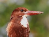 White-throated Kingfisher - Smyrnaijsvogel (Halcyon smyrnensis)