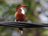 White-throated Kingfisher - Smyrnaijsvogel (Halcyon smyrnensis)