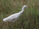 Eastern Cattle Egret - Oostelijke Koereiger (Bubulcus coromandus)