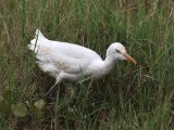 Eastern Cattle Egret - Oostelijke Koereiger (Bubulcus coromandus)