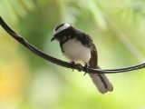 White-browed Fantail - Indische Waaierstaart (Rhipidura aureola)