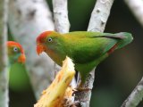 Sri Lanka Hanging-parrot - Ceylonese Vleermuisparkiet (Loriculus beryllinus)