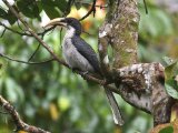Sri Lanka Grey Hornbill - Ceylontok (Ocyceros gingalensis)