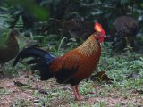 Sri Lanka Jungelfowl - Ceylonhoen (Gallus lafayettii)