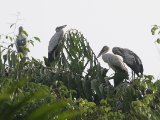 Asian Openbill - Indische gaper (Anastomus oscitans)