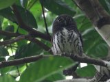 Chestnut-backed Owlet - Ceylonese Dwerguil  (Glaucidium castanonotum)