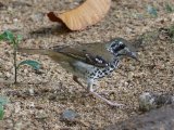 Spot-winged Thrush - Vlekvleugellijster (Geokichla spiloptera)