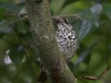 Spot-winged Thrush - Vlekvleugellijster (Geokichla spiloptera)