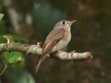 Brown-breasted Flycatcher - Bamboevliegenvanger (Muscicapa muttui)