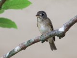 Brown-breasted Flycatcher - Bamboevliegenvanger (Muscicapa muttui)