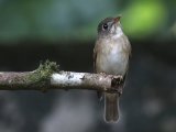 Brown-breasted Flycatcher - Bamboevliegenvanger (Muscicapa muttui)