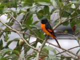 Scarlet Minivet - Scharlaken Menievogel (Pericrocotus speciosus)