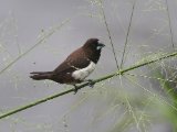 White-rumped Munia - Spitsstaartbronzemannetje (Lonchura striata)