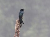 Sri Lanka Drongo - Ceylonese Kuifdrongo (Dicrurus lophorinus)