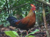 Sri Lanka Jungelfowl - Ceylonhoen (Gallus lafayettii)