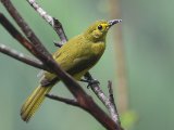 Yellow-browed Bulbul - Goudbrauwbuulbuul (Acritillas indica)