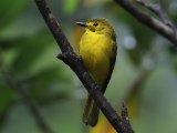 Yellow-browed Bulbul - Goudbrauwbuulbuul (Acritillas indica)