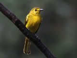 Yellow-browed Bulbul - Goudbrauwbuulbuul (Acritillas indica)